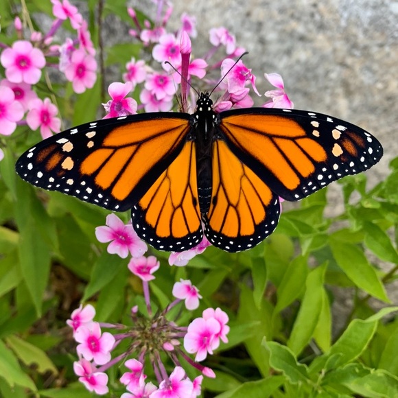 Meet your Posher, Josie - Picture 1 of 1